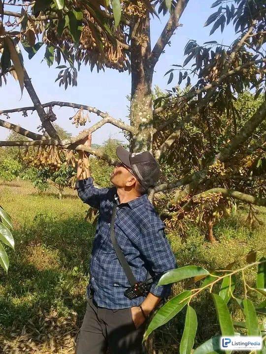 DIJUAL KEBUN DURIAN LENGKENG CENGKEH — foto 2
