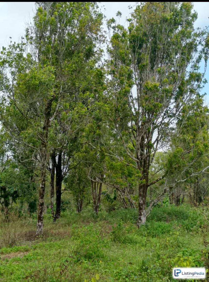 DIJUAL KEBUN DURIAN LENGKENG CENGKEH — foto 5