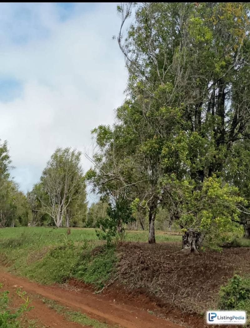 DIJUAL KEBUN DURIAN LENGKENG CENGKEH — foto 4