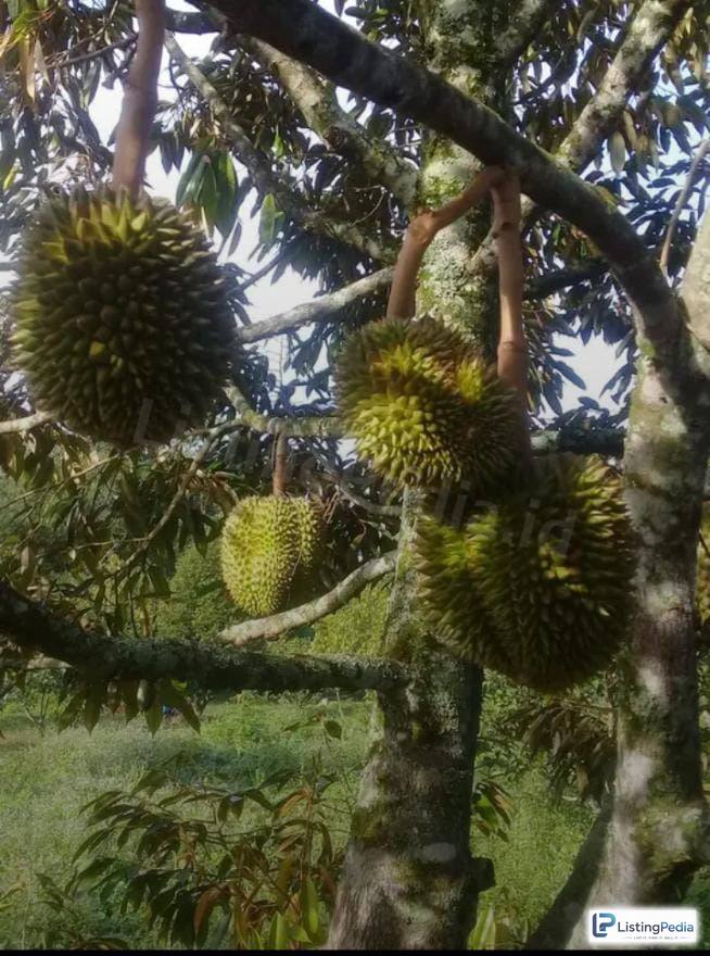DIJUAL KEBUN DURIAN LENGKENG CENGKEH — foto 3