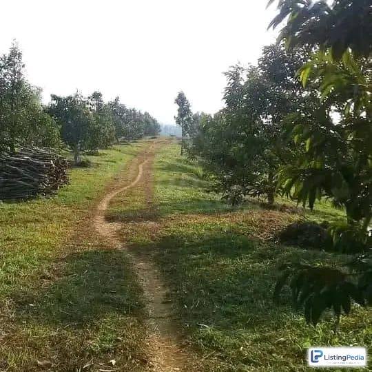 DIJUAL KEBUN DURIAN LENGKENG CENGKEH — foto 1