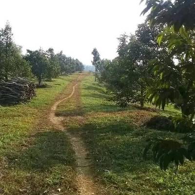 DIJUAL KEBUN DURIAN LENGKENG CENGKEH