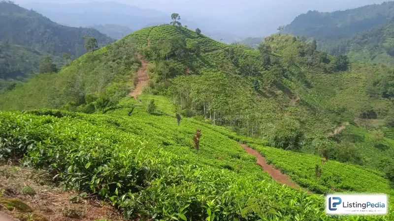 Kebun Teh Dijual — foto 1