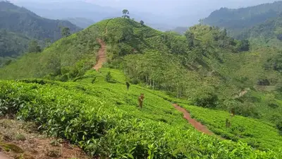 Kebun Teh Dijual