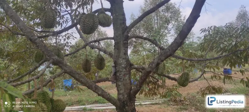 Tanah Kebun — foto 4