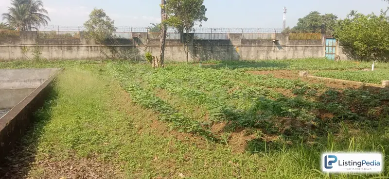 Dijual Tanah Kebun Aktif — foto 2