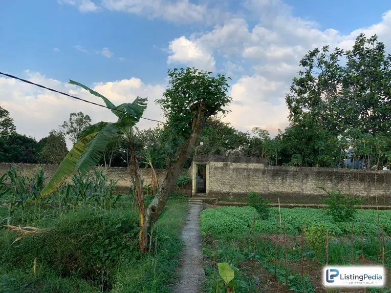 Dijual Tanah Kebun Aktif — foto 1