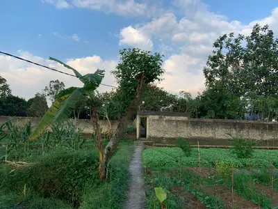 Dijual Tanah Kebun Aktif